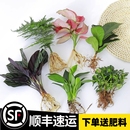 水培植物吉利红室内花卉盆栽绿植九里香水养发财树绿萝富贵竹大全