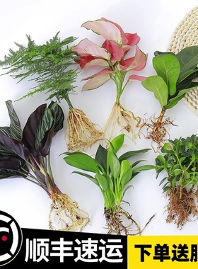 水培植物吉利红室内花卉盆栽绿植九里香水养发财树绿萝富贵竹大全