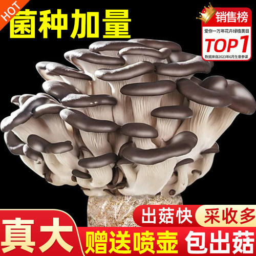 蘑菇种植包新鲜菌黑平可食