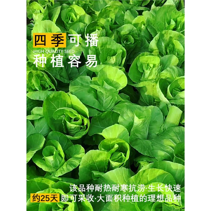 四季速生快菜奶油小白蔬种