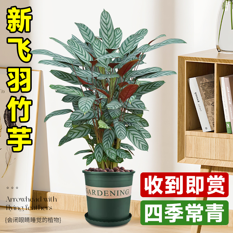 新飞羽竹芋盆栽植物北欧风