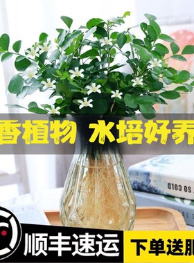 水培九里香花卉盆栽绿植浓香四季花驱蚊驱虫植物室内阳台净化空气