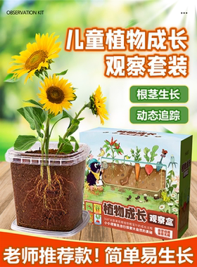 儿童植物小学生种观察盒日