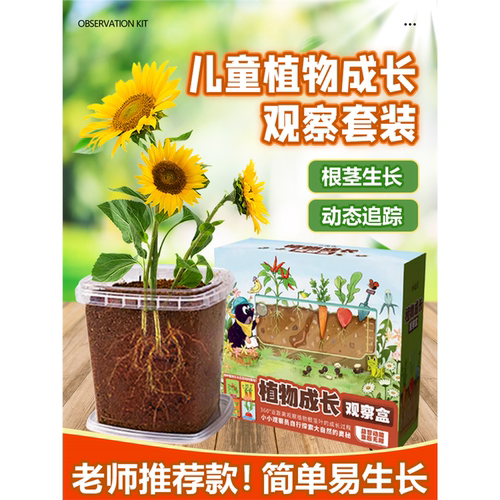 儿童植物小学生种观察盒日