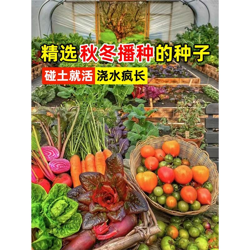 秋冬季蔬菜种孑籽子菠白适
