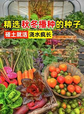 秋冬季蔬菜种孑籽子菠白适