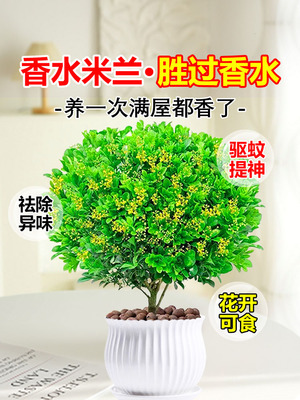香水米兰花盆栽茉莉卉植物