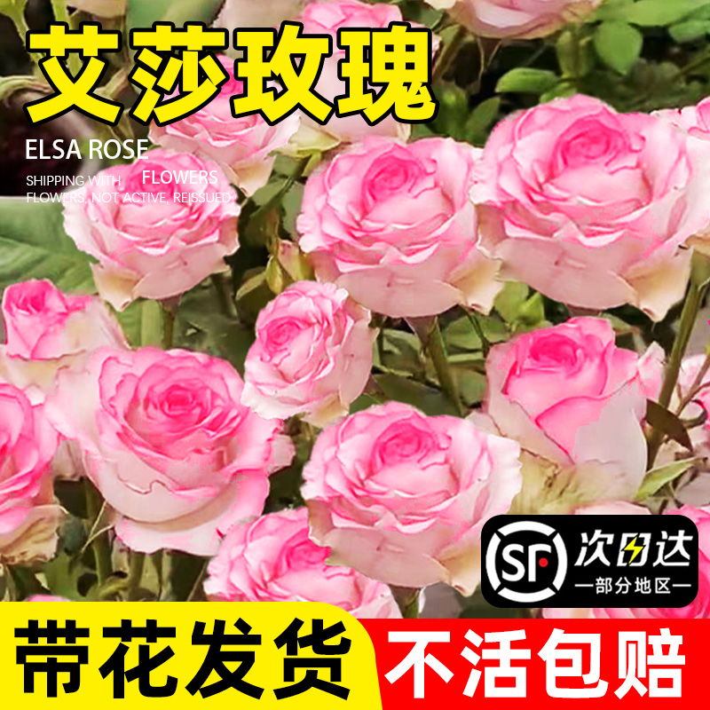 艾莎月季花苗带苞爱玫瑰盆