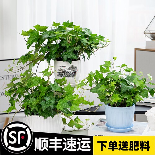 常春藤绿植盆栽植物室内净化空气高颜值四季常青吊兰爬藤好养花卉 - 封面