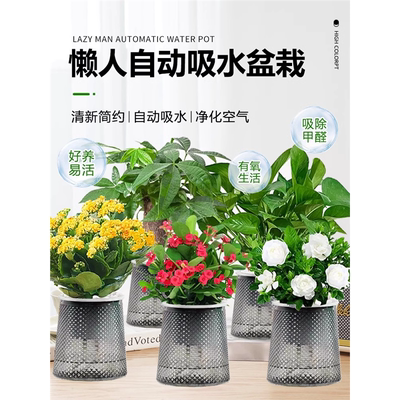 水培植物绿萝箩发财树多肉