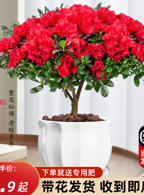 杜鹃花盆栽四季开带苞过年