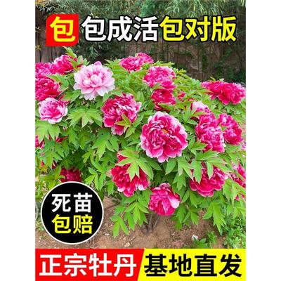 牡丹花苗盆栽正宗洛阳带苞