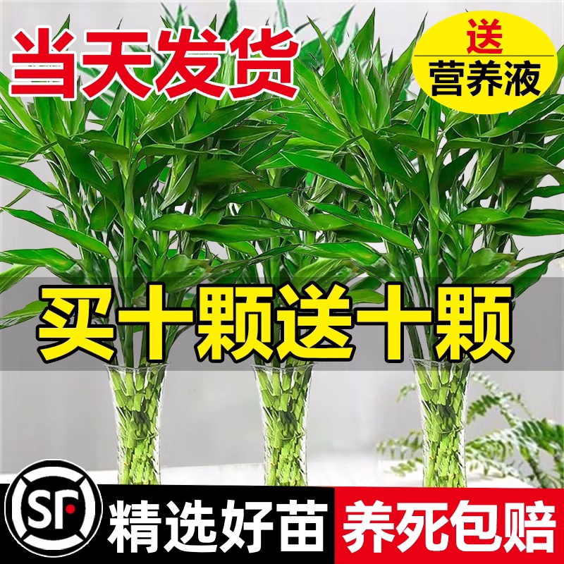 富贵竹水培植物客厅招财转