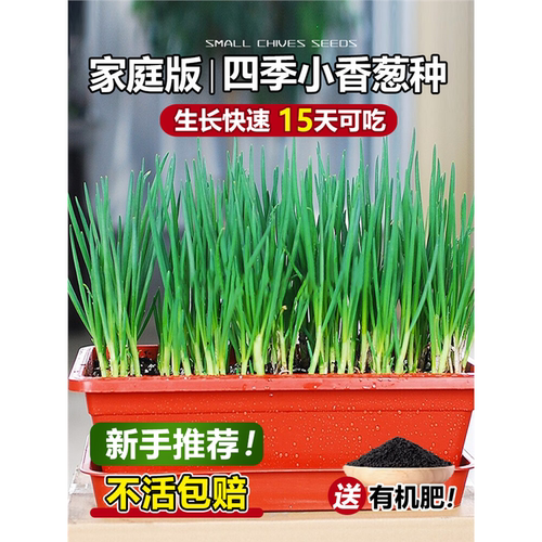 四季小香葱种子红籽盆栽头