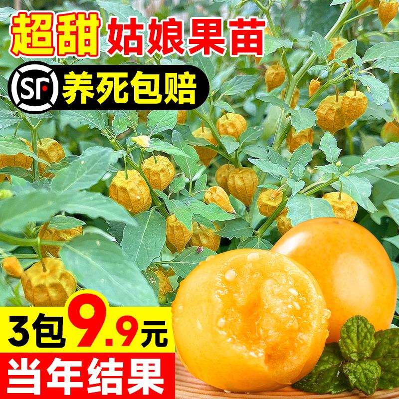 东北姑娘果特大苗红紫灯笼