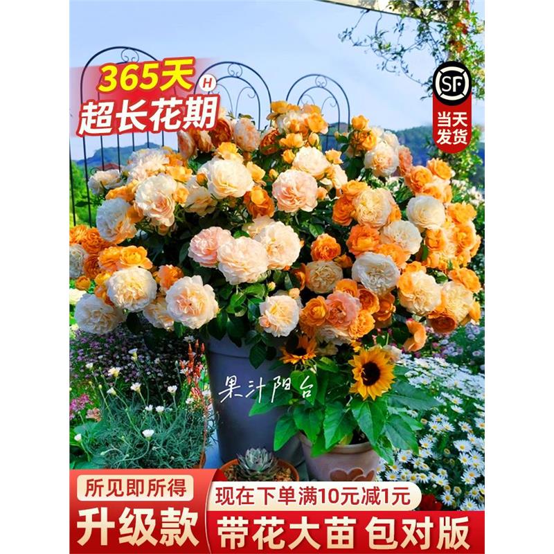 果汁阳台月季花苗灌木大四