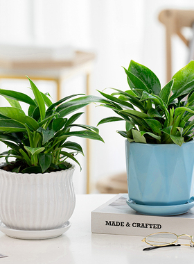 金钻盆栽植物绿公主水培办公室万年青绿植除甲醛多肉室内花卉易活