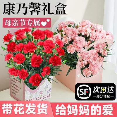 玫瑰康乃馨鲜花盆栽带苞母