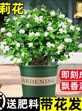 茉莉花苗盆栽带花苞九里香老桩驱蚊水培栀子花卉绿植物室内四季开