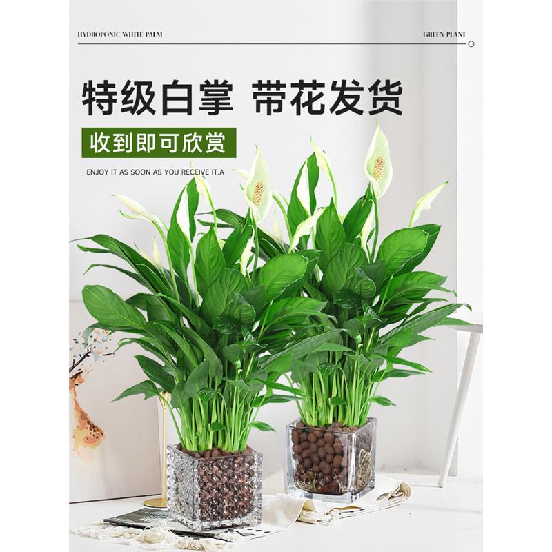 白掌一帆风顺盆栽水培植物