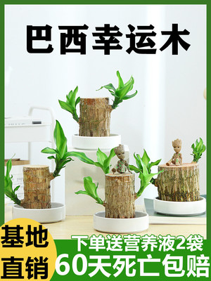 巴西木水养幸运开花绿植室