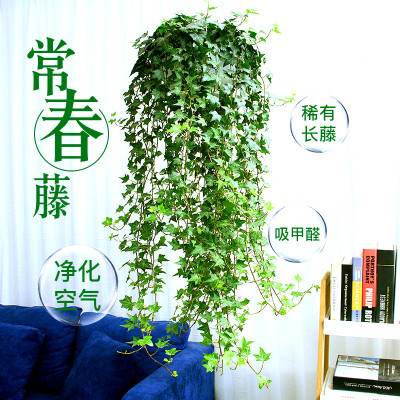 金边常春藤盆栽植物室内垂