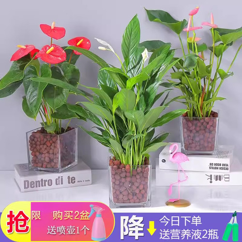 一帆风顺水培鸿运当头红掌盆栽
