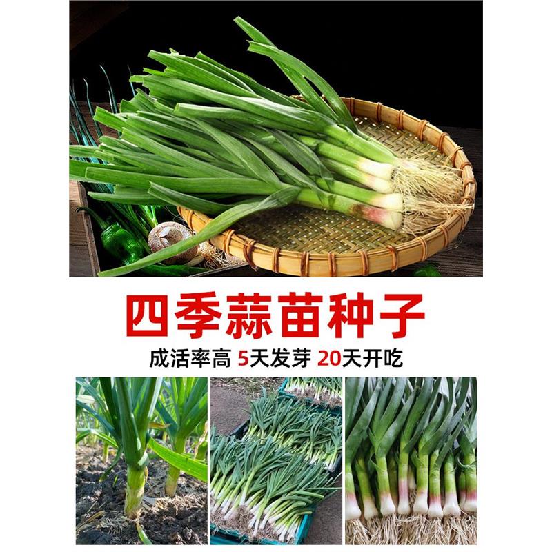 四季宽叶蒜苗种大子籽头红