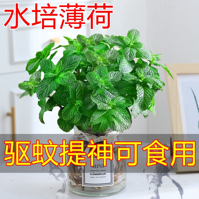 驱蚊可食用薄荷盆栽水培植