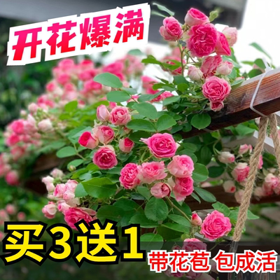 藤本月季大花浓香四开蔷薇