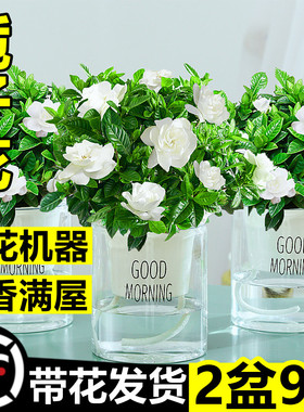 栀子花盆栽带花苞易活水培植物绿植室内花卉大全树苗多肉四季开花