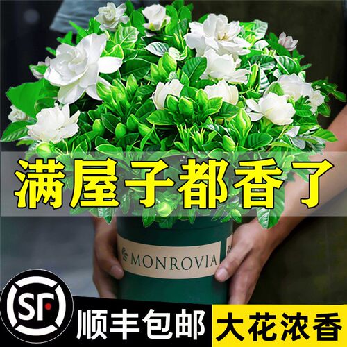 植物阳台栀子花盆栽四季