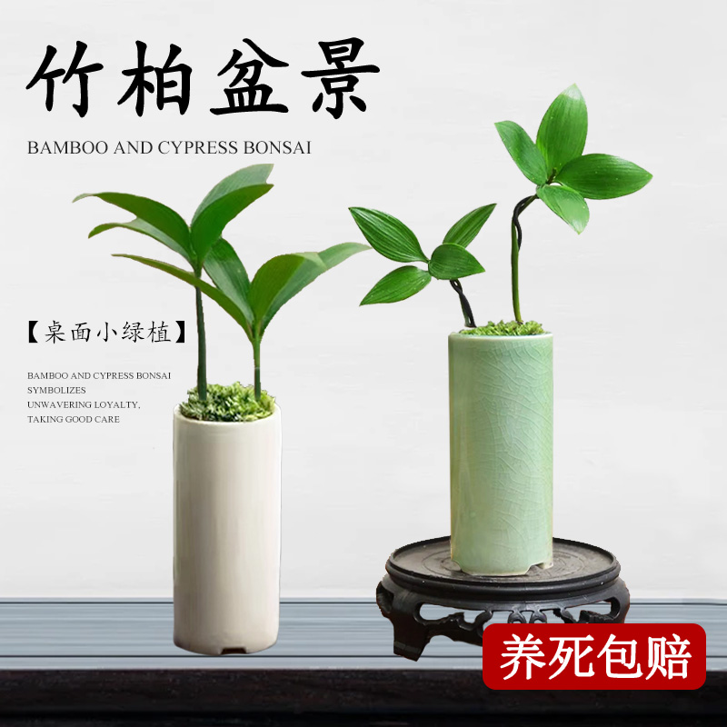 竹柏小盆栽迷你驱蚊草水培植物花卉办公室内盆景桌面四季好养绿植