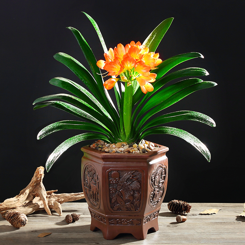 绿植盆景圆头君子兰包邮