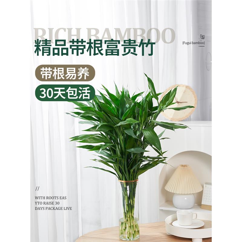 富贵竹水培植物水养粗杆发财树带根客厅绿植转运竹子花卉盆栽室内