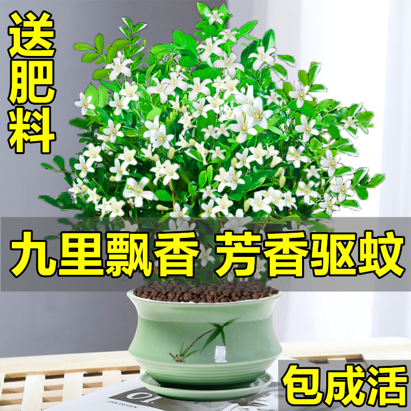 九里香盆栽四季开花驱蚊植