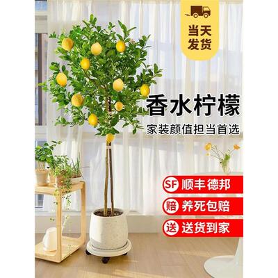 香水柠檬树苗盆栽带果可食