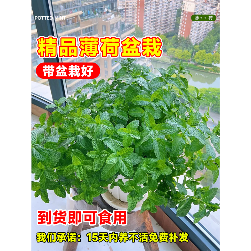 薄荷盆栽可食用水培柠檬猫