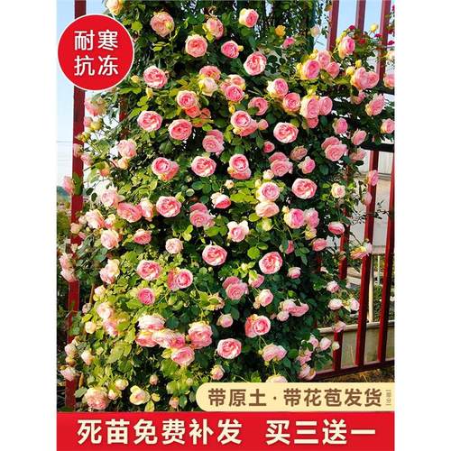 藤本月季大花浓香四开蔷薇
