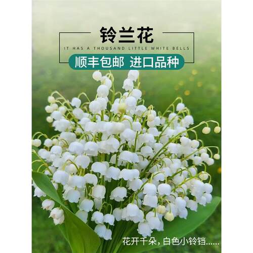 进口铃兰花苗盆栽耐寒绿植