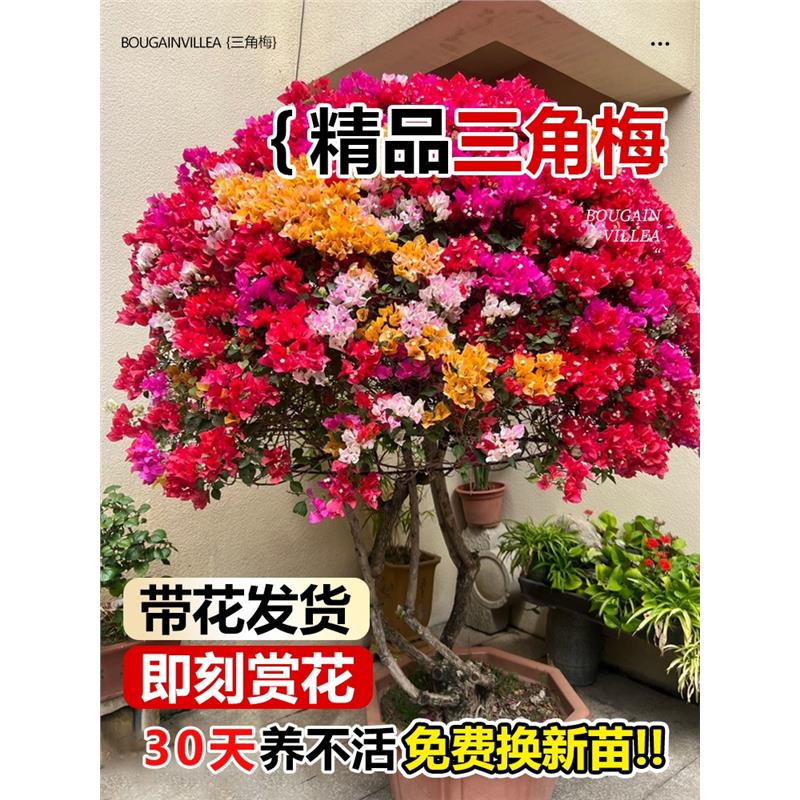 三角梅爬藤植物带花卉盆栽