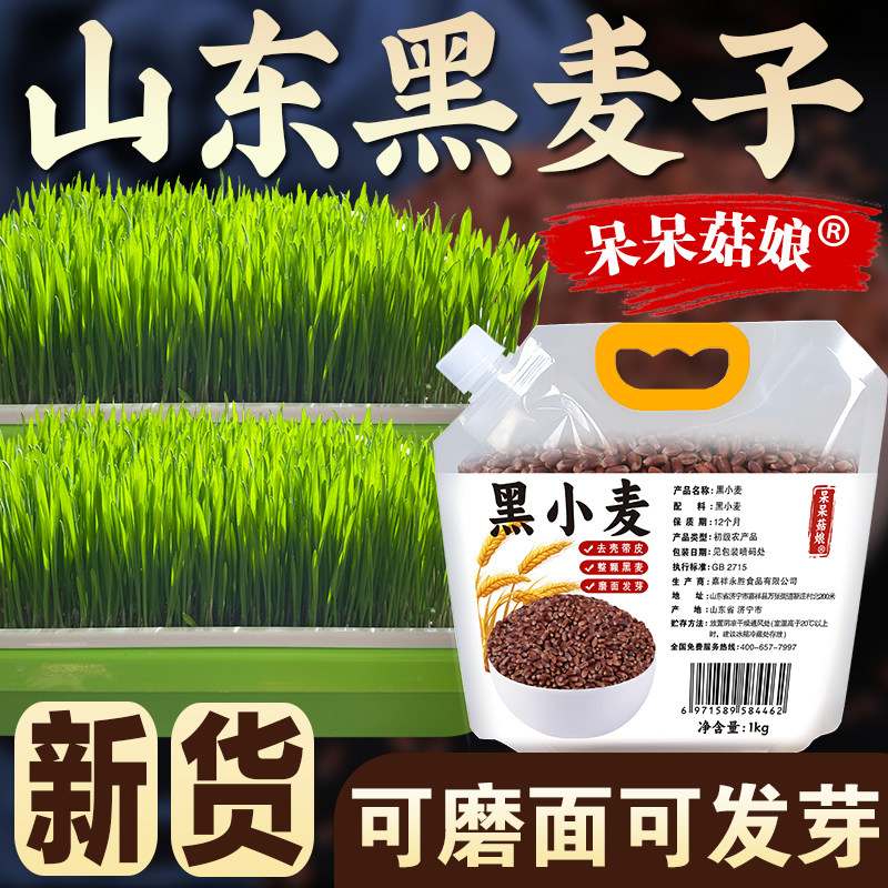 呆呆菇娘 黑麦子2/3/5斤农家黑麦粒小麦带皮可磨面发芽五谷粗粮X