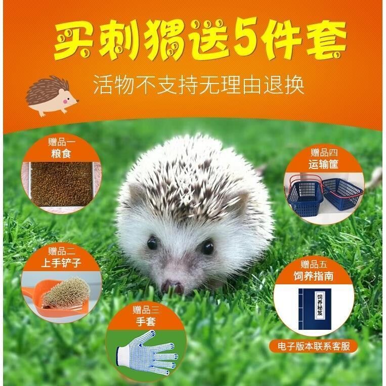 非洲迷你刺猬活体宠物疫苗萌宠