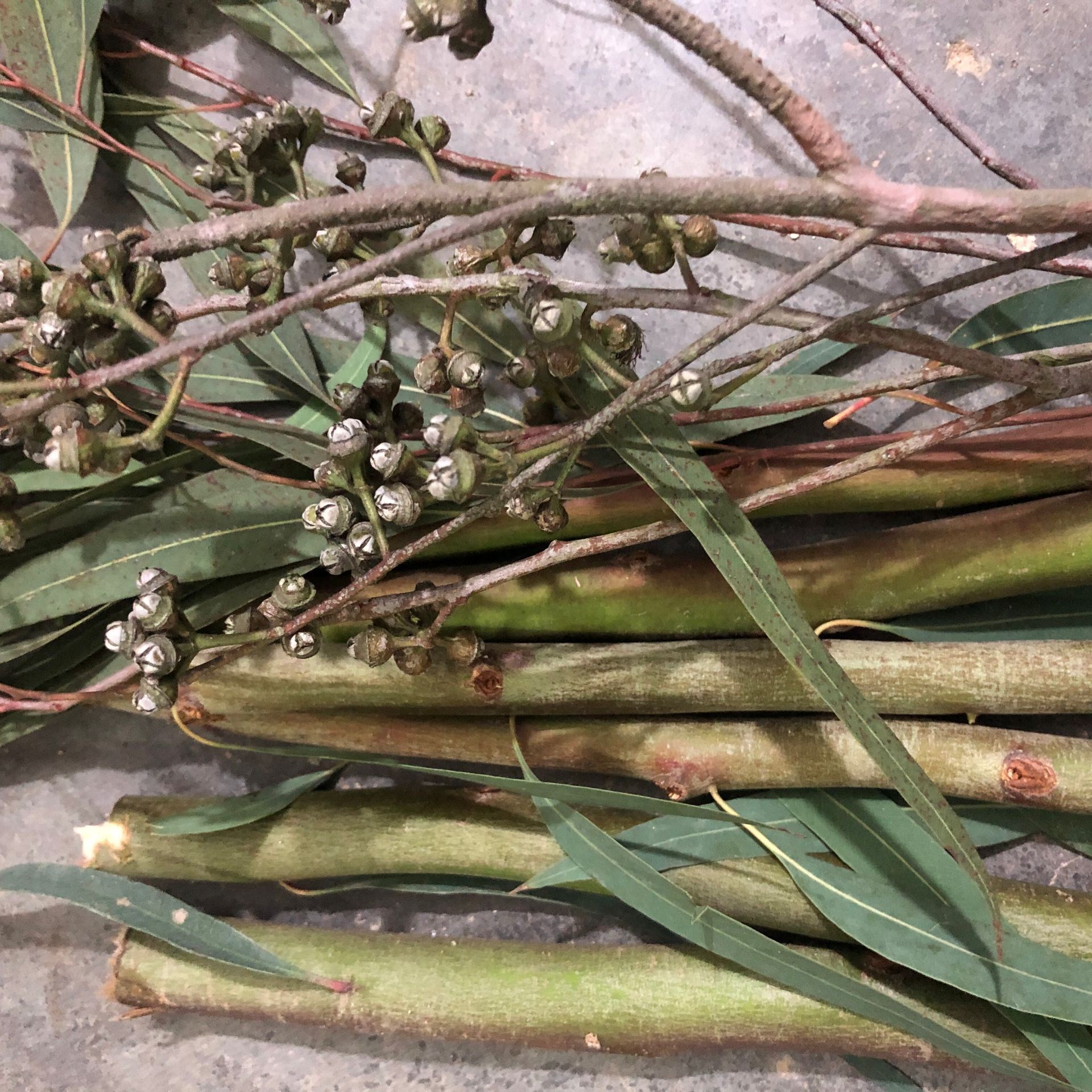 新鲜现摘桉树叶蜜袋鼯 蜜袋鼬除玩具/造景装饰