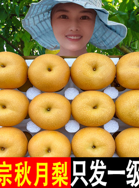 秋月梨山东莱阳新鲜水果现摘现发正宗冰糖梨子10斤当季时令整箱