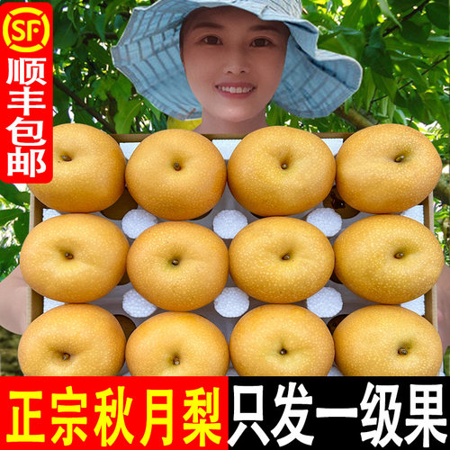 正宗秋月梨!脆甜爽口!细腻无渣