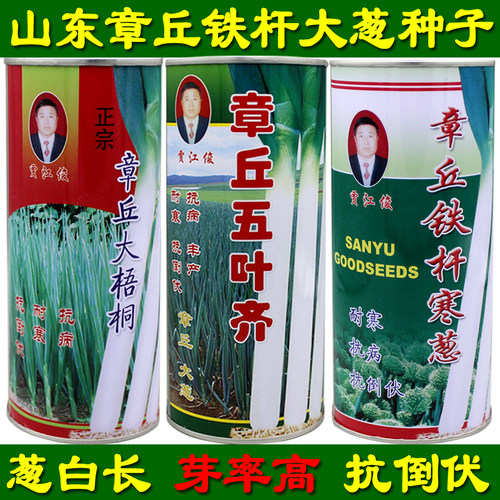 山东铁杆章丘抗倒伏包邮大葱种子