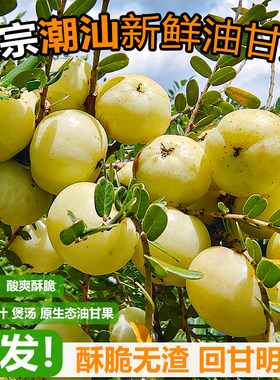 现摘潮汕油甘果酸甜可口孕妇水果