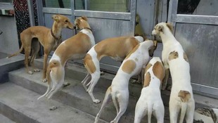 纯种格力犬幼犬猎兔犬活体灵缇细狗惠比特格惠幼犬成年犬全活包邮