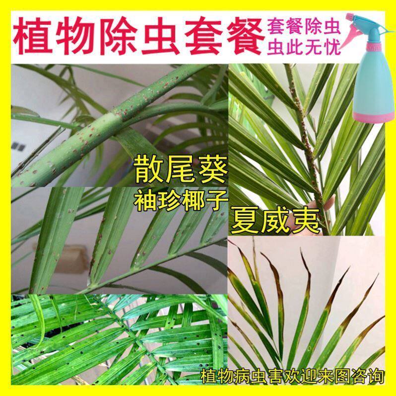 散尾葵夏威夷竹子凤尾竹富贵袖珍椰子专用杀虫剂去虫除灭虫打虫药